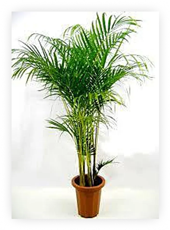 houseplants