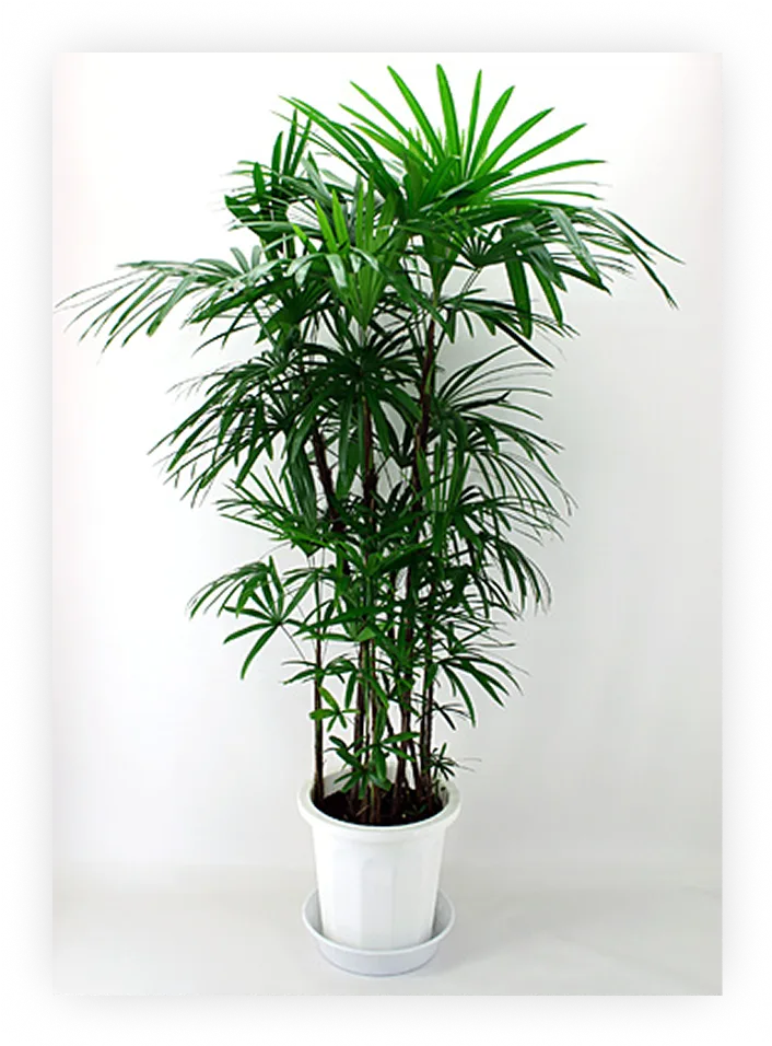 houseplants