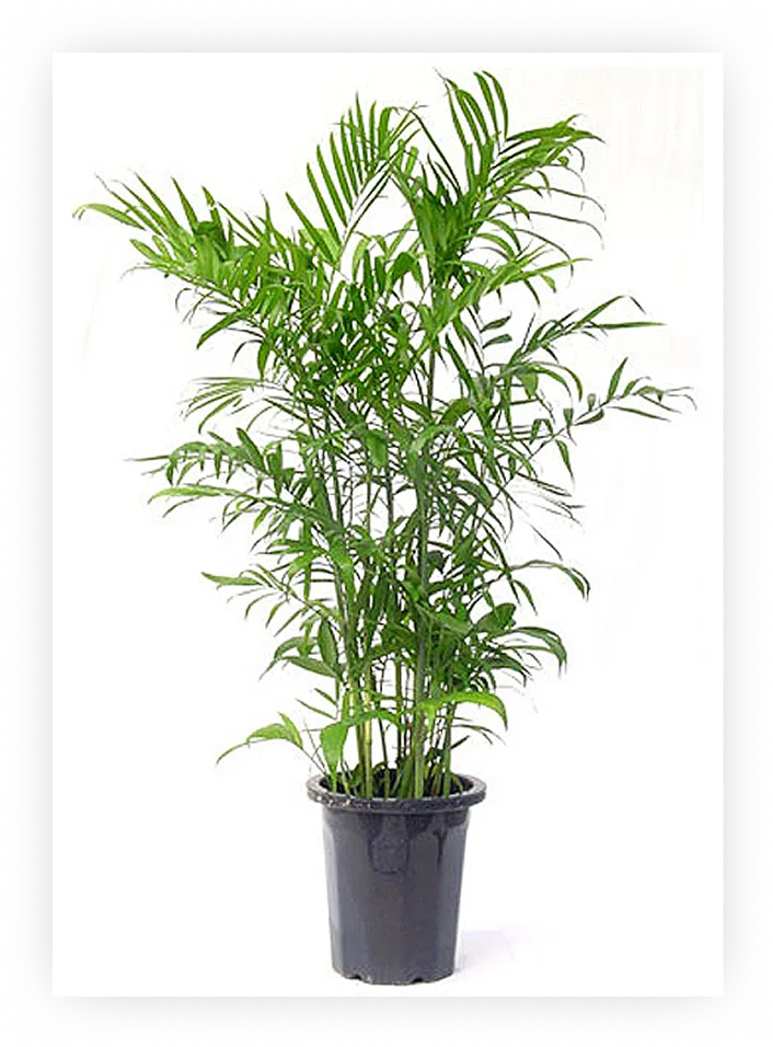 houseplants
