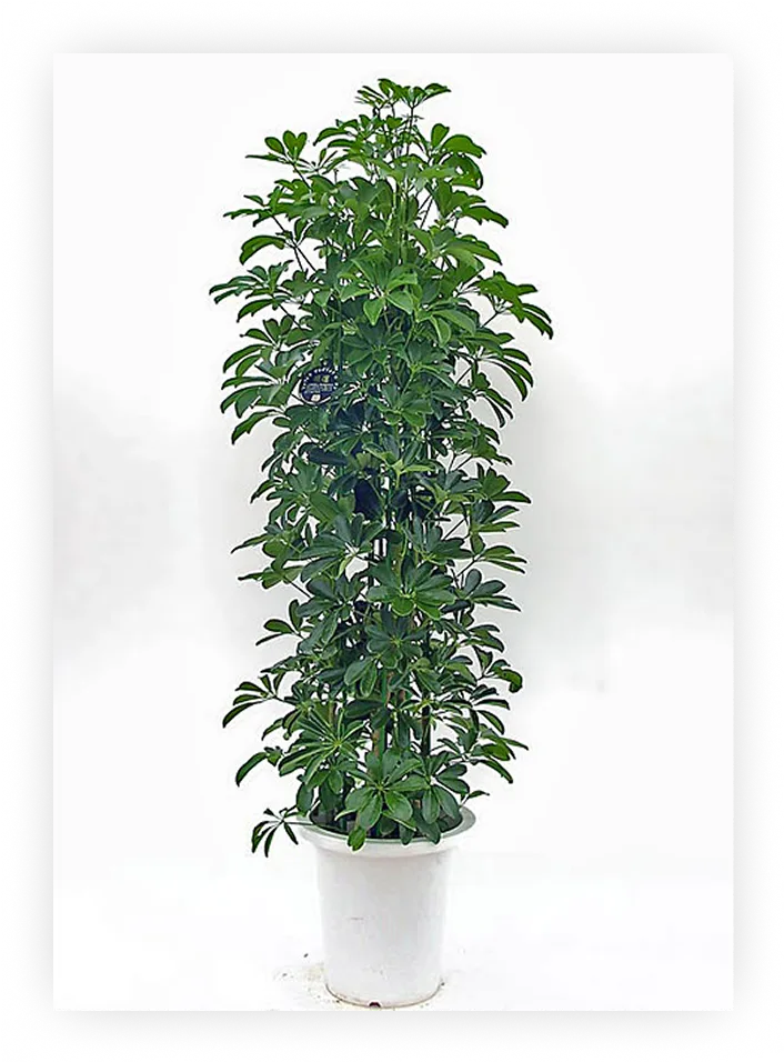 houseplants